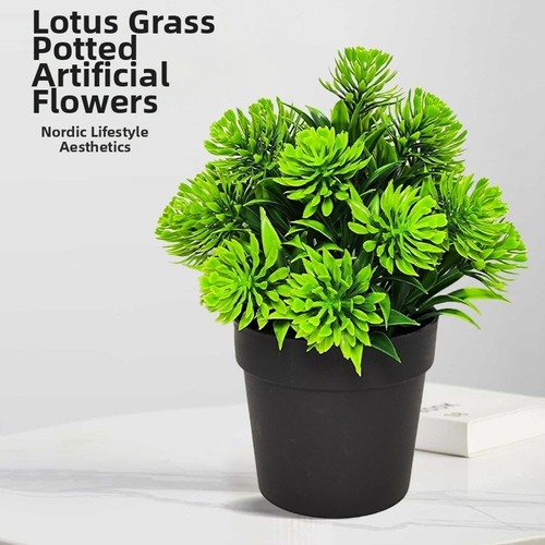 Plante décorative herbe - , de