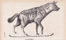 Hyène Rayée Des Hyänen Lithographie De 1831 Brüggemann