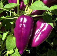 RARE 20 graines de POIVRON ODA(Capsicum. ann.)T04 PURPLE SWEET PEPPER SEEDS