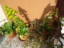 lot plante aéonium fleur