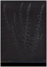 Nature morte vintage print,  Tirage argentique d'époque  43,5x30,5  Circa 