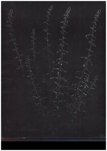 Nature morte vintage print
