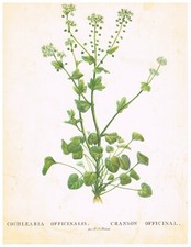 CRANSON OFFICINAL - PLANCHE