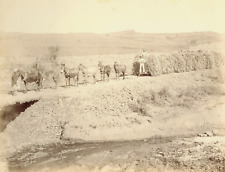 PHOTO Industr. KOPPEL Ca 1895 BRESIL Transport canne à sucre traction animale