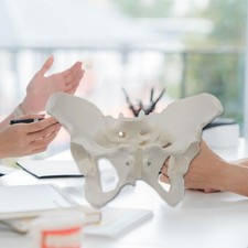 Modèle de bassin féminin