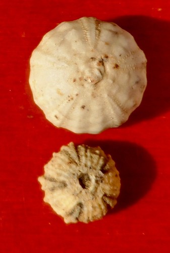 Oursins fossiles jurassiques - fossiles,