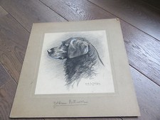 DESSIN CHASSE CHIEN SIGNE LA JARRIGE GOLDEN RETRIEVER 1940