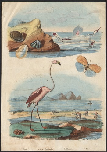 1833 gravure aquarellée - 1833,