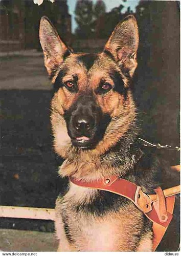 Carte postale animaux - -,