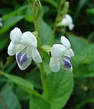 Chinese Violet - Coromandel - Asystasia gangetica - 10+ graines - Ensemble - ...