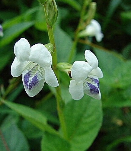 Chinese violet coromandel - chinese,