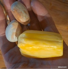 Vends 10 graines ultra