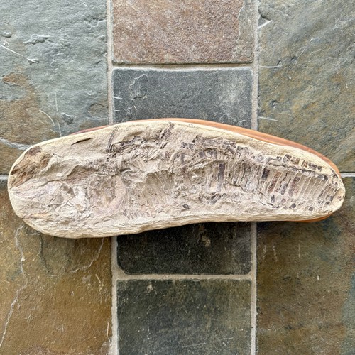 Vinctifer comptoni fossil wood - vinctifer,