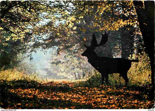 Carte postale animaux - postale,