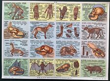 planche pédagogique école squelettes  animaux  Arnaud éditeur 1960  n° 128  TBE