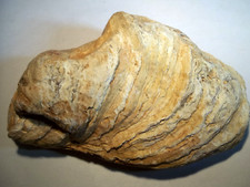 FOSSILE.   HUITRE CRASSOSTREA LONGIROSTRIS.   Mollusque bivalve lamellibranche.