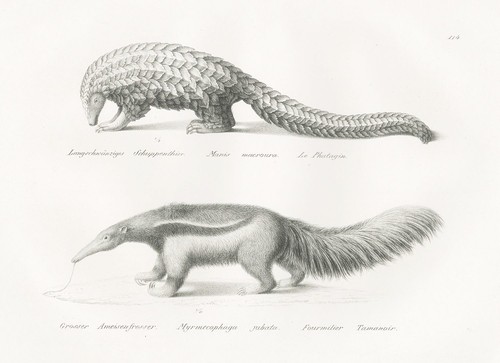 Pangolin animaux fourmilier - animaux,