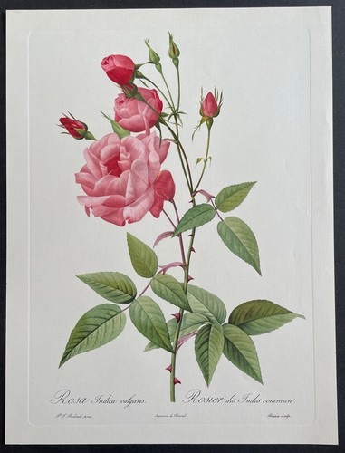Botanique rosier des - rosier,