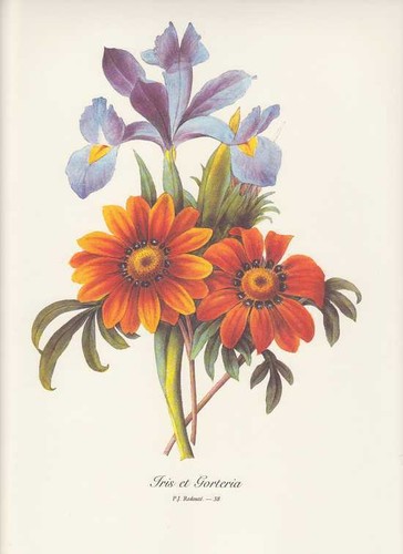 Iris gorteria bouquet - gorteria,