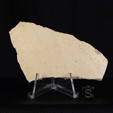 Coquille d'œuf Aepyornis