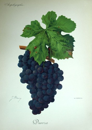 Raisin dureza vin oenologie - dureza,