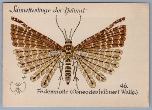 Butterfly plumage moth - plumage,