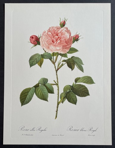 Botanique rosier blanc royal - botanique,