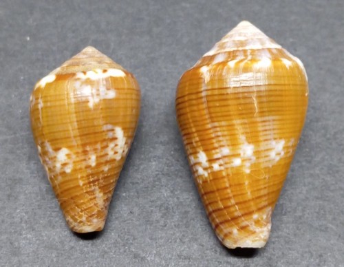 Conus catus - conus,