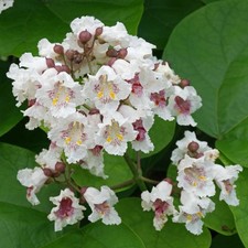 20 graines de Catalpa bignonioides