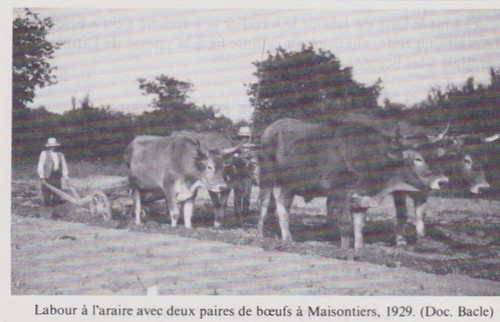 1982 labour a l - 1982, araire