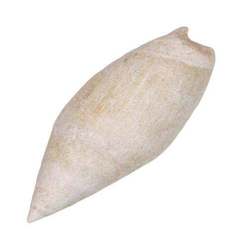 Coquillage ancilla obesula