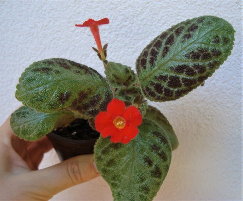 Episcia jim lemon zest - "jim's,