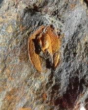 TRILOBITE ORDOVICIEN DU MASSIF