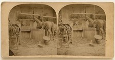 Ecurie Haras Chevaux c1860 Photo Stereo Vintage Albumine