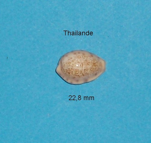 Cyprae coloba geegori - ,