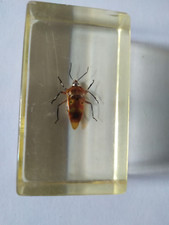 TAXIDERMISTE - INCLUSION VRAI