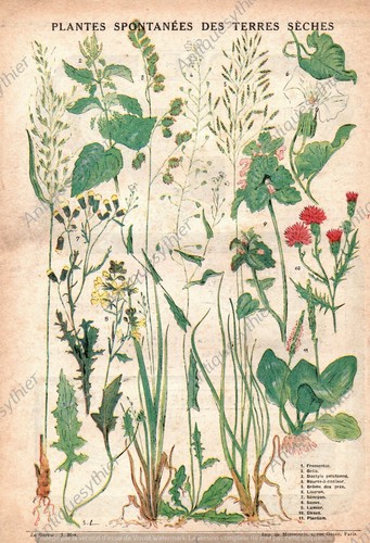 Ortie fromental dactyle - ortie,