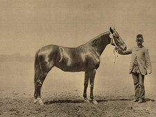 Ottomar Anschütz, Concours Hippique, Homme et Cheval de Profil vintage albumen p
