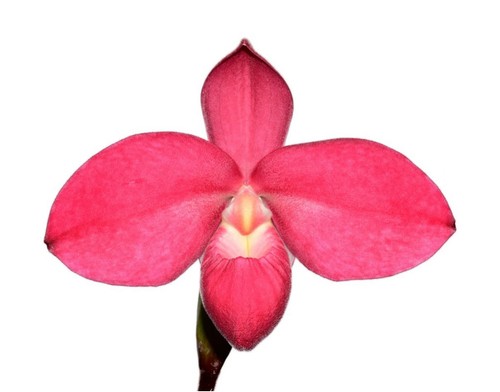 Phragmipedium tomodachi - phragmipedium,