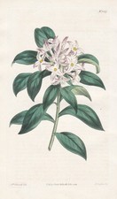 Daphné D'Hiver Corée Chine