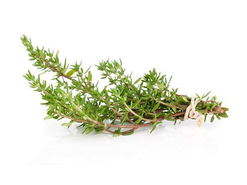 300 graines thym - graines,