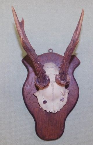 Ancien trophee chasse - trophee,