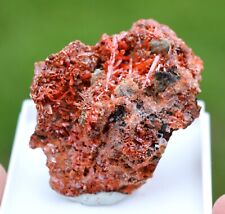 Crocoïte 52 grammes - Dundas mineral field, Zeehan District, Tasmanie Australie