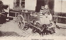 CPA - BELGIQUE - BRUXELLES - Attelage de chiens - Laitière flamande.