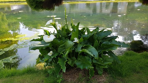 Zantedeschia aethiopica arum - zantedeschia,