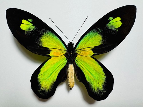 Fantastic ornithoptera - fantastic,