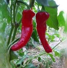 10 Graines De Poivron Corne De