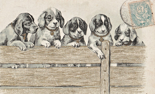 Cpa fantaisie chiots - cpa,