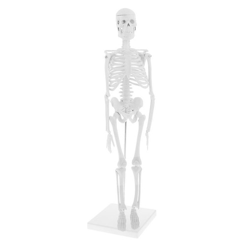 Kit maquette squelette - maquette, de