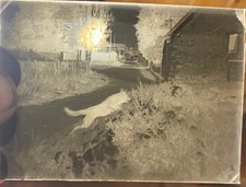 Ancienne Photographie sur plaque de verre chien Berger Allemand sautant une Haie